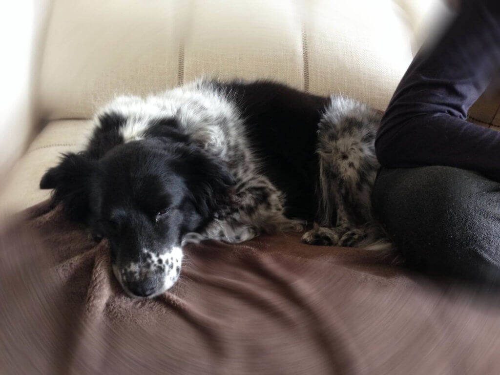 Dog Nini resting beside Hoon on the sofa