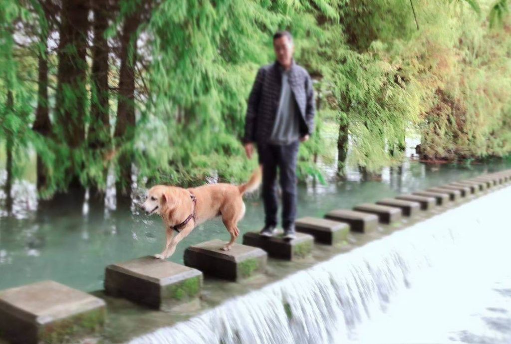 Energetic dog golden retriever Mei running on the upper edge of a small waterfall, her father Hoon closely following to ensure her safety.