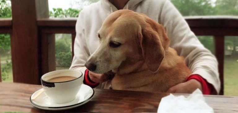 Dog Golden Mei cozily nestled in arms, giving curious licks to a cup of coffee on the table.