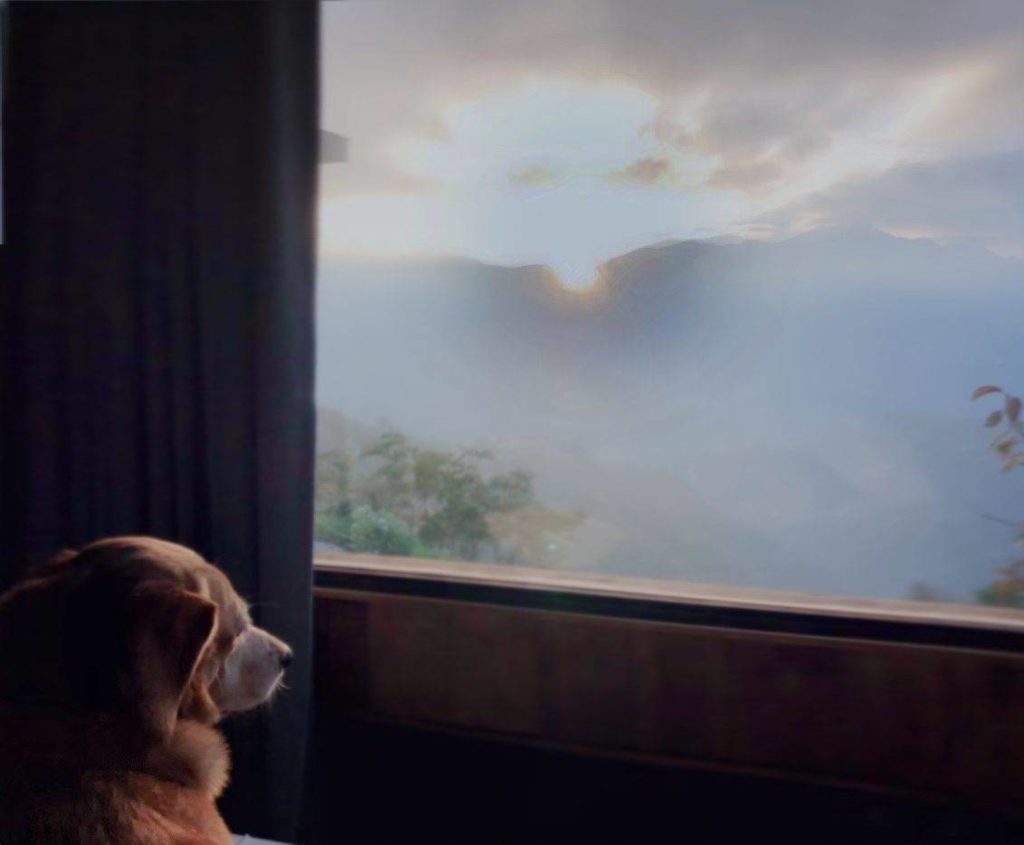 Dog Golden Meimei enjoying a sunrise view from the hotel room.