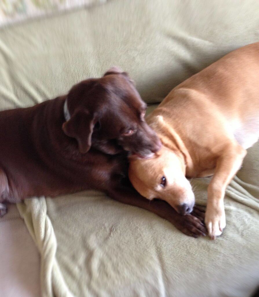 Dogs Heartwarming Bond: Lala lovingly licking Meimei's ear on the sofa.