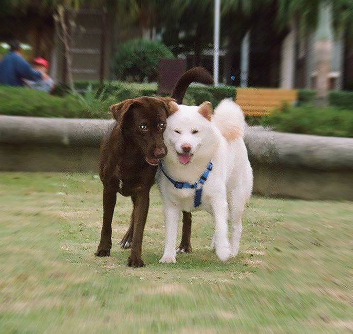 Expressing Affection: Dog Lala joyfully presses her head against Ken's in the park.