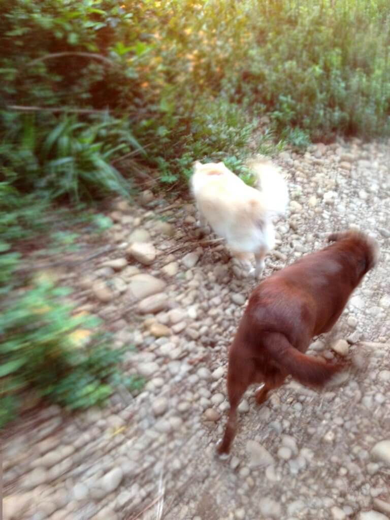 Dog Shiba Ken and Labrador Lala exploring the Site of Wild Encounters