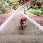 Determined Dog A Labrador retriever named Lala climbing a steep hiking path, tongue out in effort.