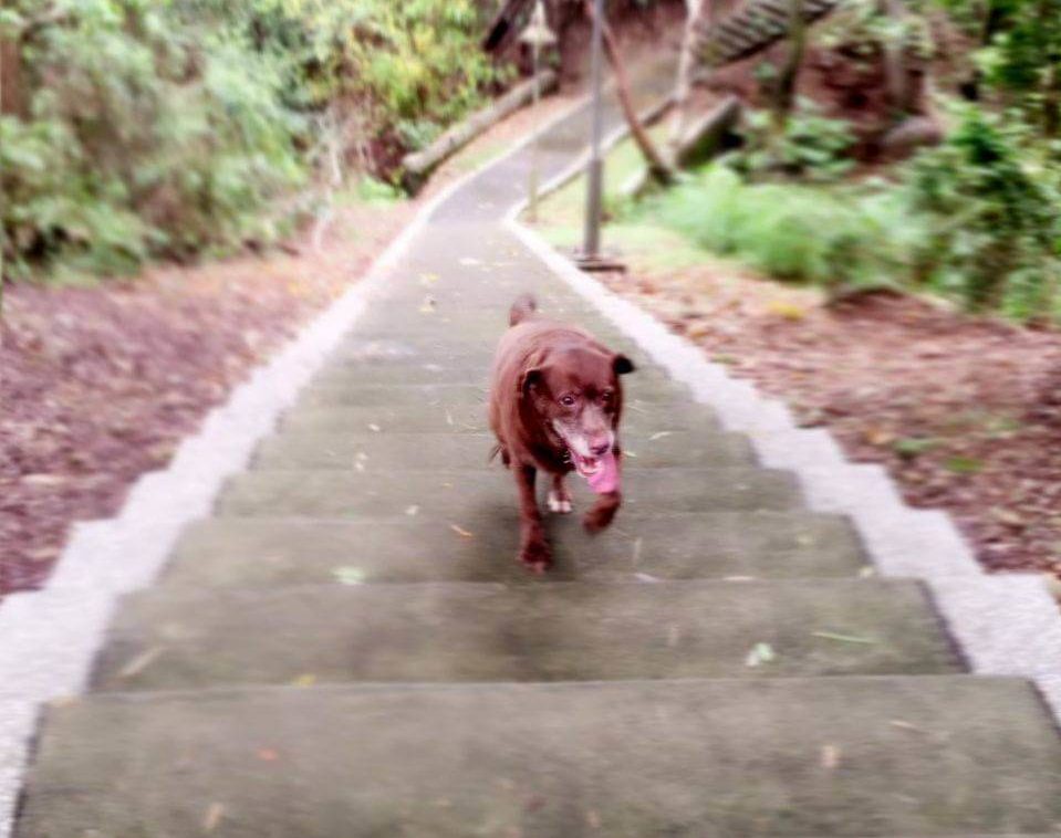 Determined Dog A Labrador retriever named Lala climbing a steep hiking path, tongue out in effort.