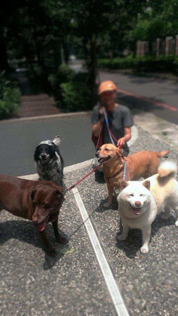 Holistic Dog Care in Body, Mind, and Spirit: Shiba Ken, Collie Nini, Labrador Lala, and Golden Mei wait by the Driveway.