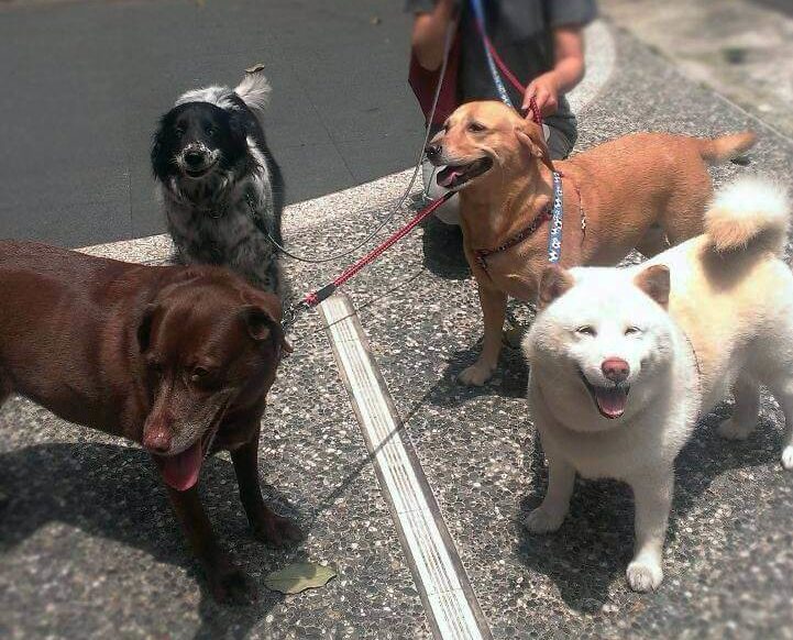 Holistic Dog Care in Body, Mind, and Spirit: Shiba Ken, Collie Nini, Labrador Lala, and Golden Mei wait by the Driveway.