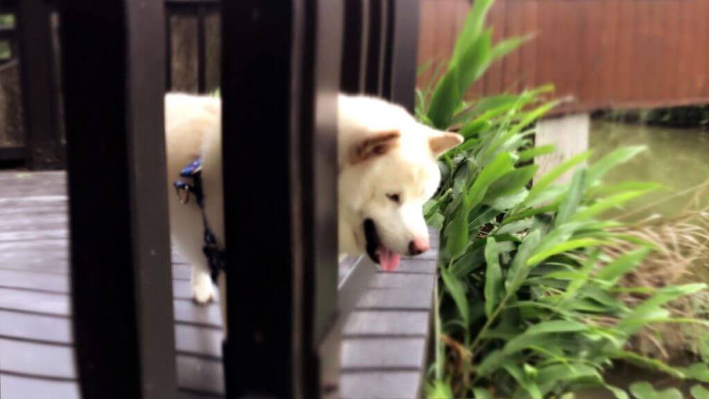 Dog Shiba Ken curiously peered over the railing at a scenic pond.