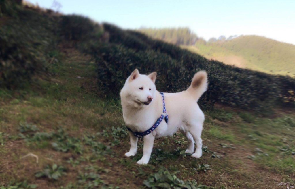 Dog Shiba Ken stands in a tea field, looking back with his tail raised, surrounded by tea trees.