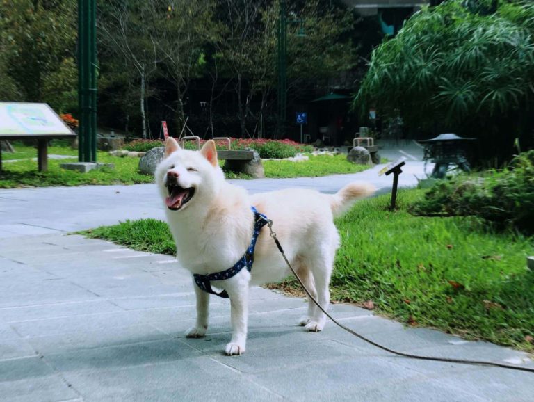 Dog Ken, a male white Shiba, laughing on the grass in the scenic area