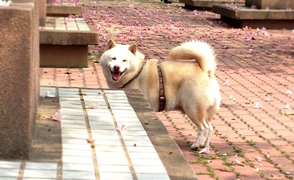 Dog Ken Standing on Red Brick Floor Amid Fallen Flowers