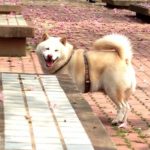 Dog Ken Standing on Red Brick Floor Amid Fallen Flowers