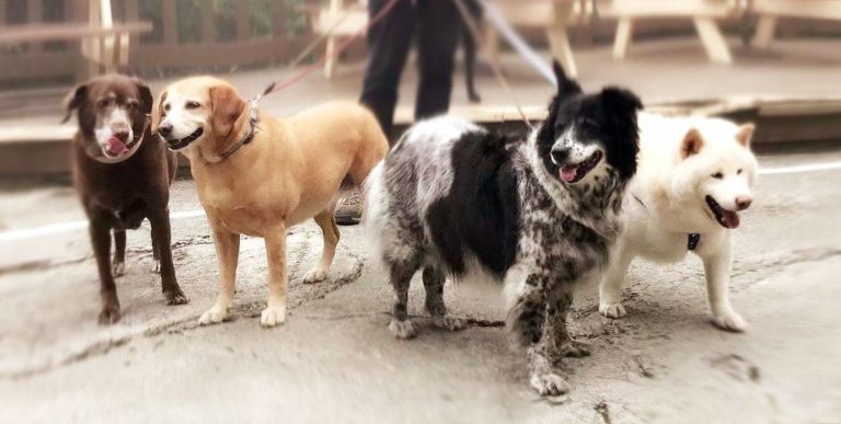 Finding gratitude in grief: Dogs Lala, Mei, Nini, and Ken have fun and radiating joy at the Snow Mountain Visitors Center concert.