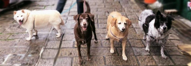 Gratitude for Dogs' Unconditional Love: Lala, Mei, Nini, and Ken radiating joy on a historical town's stone path."