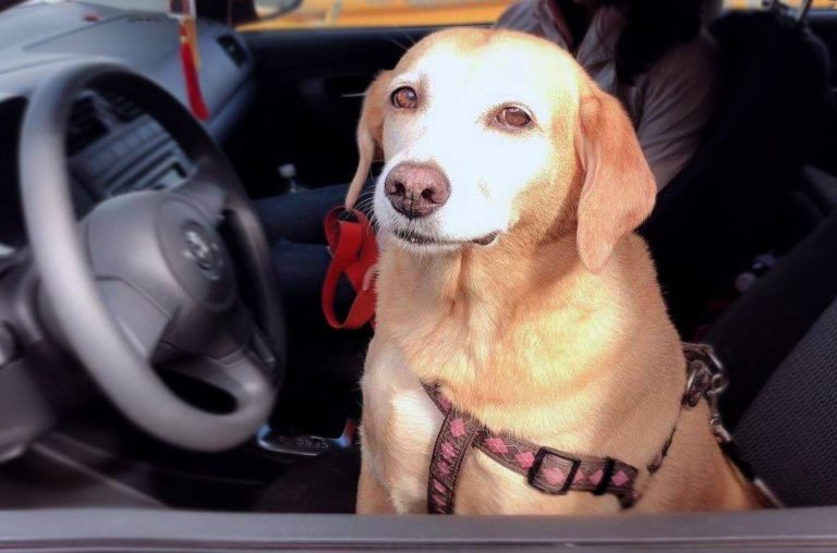 Dogs Affirmation Genuine Love and Honesty: Golden Mei seated in the car's driver seat, her eyes full of pure spirit and love, gazing passionately at her father, eager to be with him.