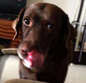 Lala's Soulful Love: Red Labrador, embodying a pure spirit, sitting at home with her tongue out, expressing I love you so much and will always be with you.