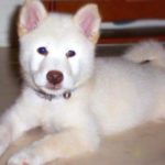 Ken, is a Shiba puppy in a blended family setting with piercing blue eyes lying on the floor.