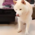 Ken, a white Shiba, optimized for website speed.